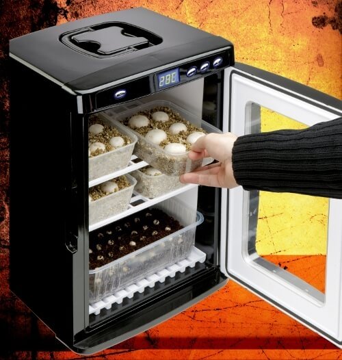 Boîte Incubatrice Pour œufs De Reptiles - Transparente, Stable, Pour Geckos, Lézards, Serpents, Tortues